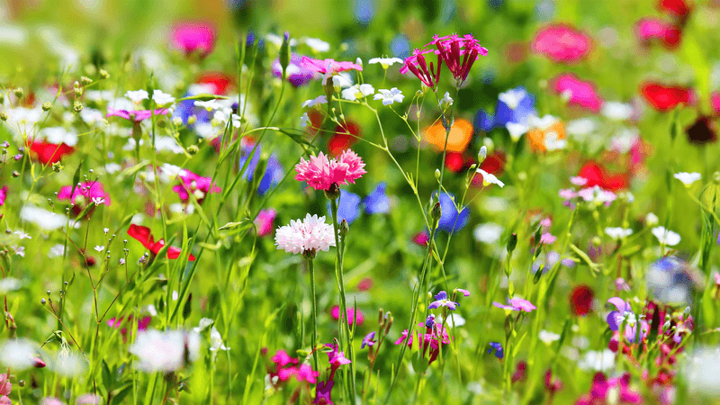 wild-flowers-1920