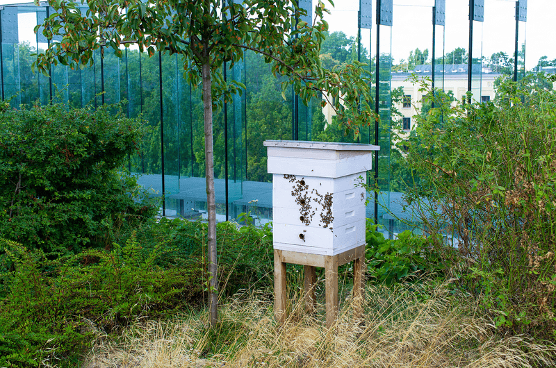 Beehive on roof of the building