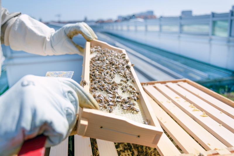 Hands of beekeeper in protective gloves holding a honeycomb frame with bees on rooftop. Apiculture. Urban beekeeping.