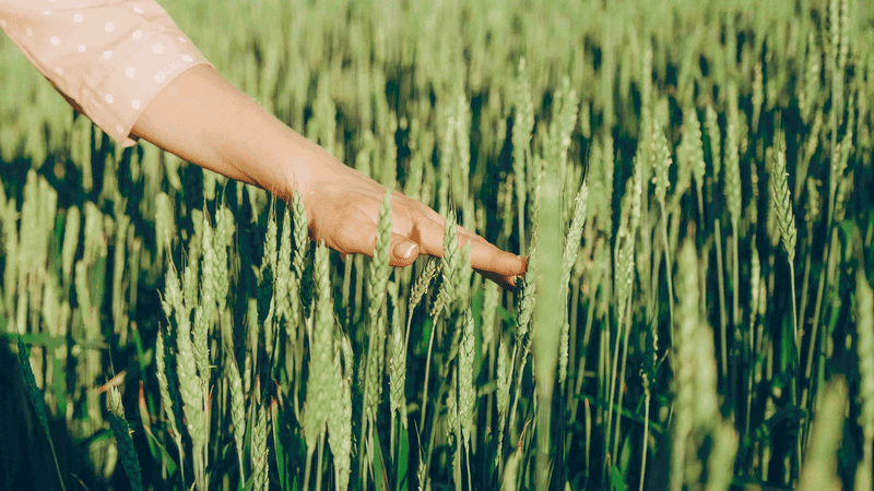 food crisis. world grain shortage. New grain crop in Ukraine.
