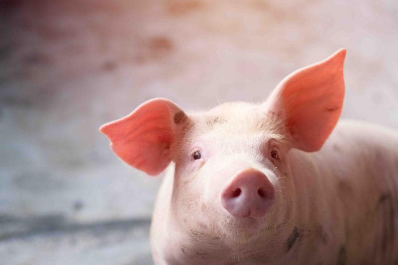 Small piglet waiting feed in the farm. Pig indoor on a farm yard in Thailand. swine in the stall. Close up eyes and blur. Portrait piggy.